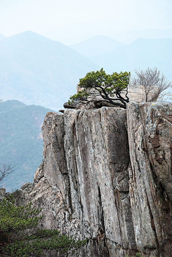 용바위 노송. 용바위리지를 대표하는 용바위는 장군바위, 선인대 등으로도 불린다. 조선시대 묵객 하시찬은 이 바위를 두고 이백의 시 ‘등여산오로봉’에 나오는 오로봉과 견줄 만한 선경이라고 극찬했다. 사진 강위원 작가.
