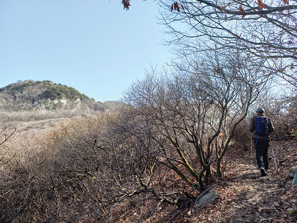 어른 키를 훌쩍 넘는 철쭉 군락지, 마당바위 아래에 있다.