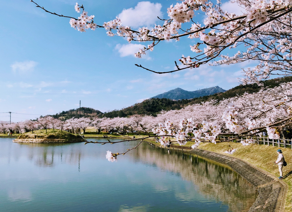 벚꽃 명소로 유명한 호조 오이케 연못