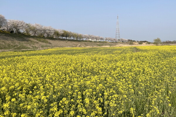 영산교에서 영산강둔치체육공원을 내려다보면 노란색 카펫이 깔린 것처럼 보인다 / 한국관광공사