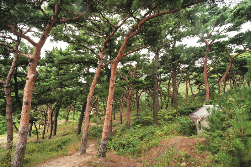 모래울해변 뒤편 언덕을 빼곡하게 채우는 기린송 군락