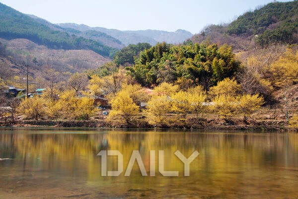 벚꽃도 좋고 유채꽃도 예쁘고, 봄 내