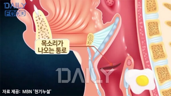 '꿀성대' 만든다는 날달걀, 목소리 