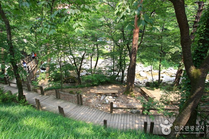 숲속에서 즐기는 힐링, 국내 자연휴양