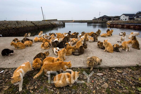 고양이와 함께 평화로운 그곳, 고양이