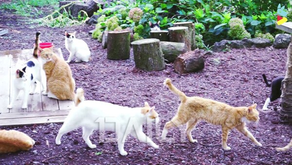 고양이와 함께 평화로운 그곳, 고양이