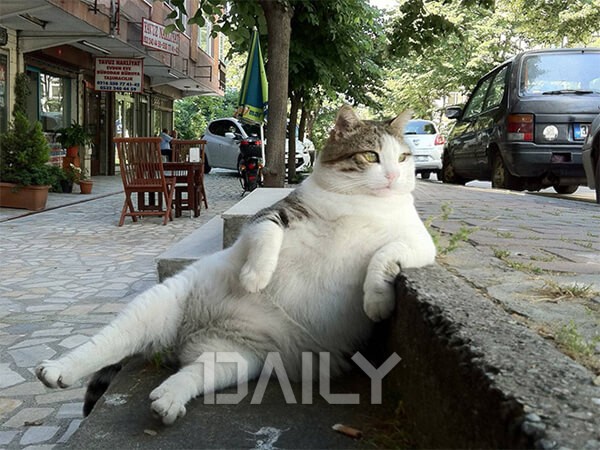 고양이와 함께 평화로운 그곳, 고양이