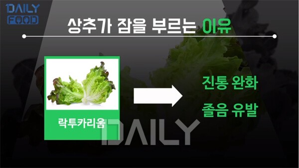 졸음 부른다는 상추, 불면증에 정말 