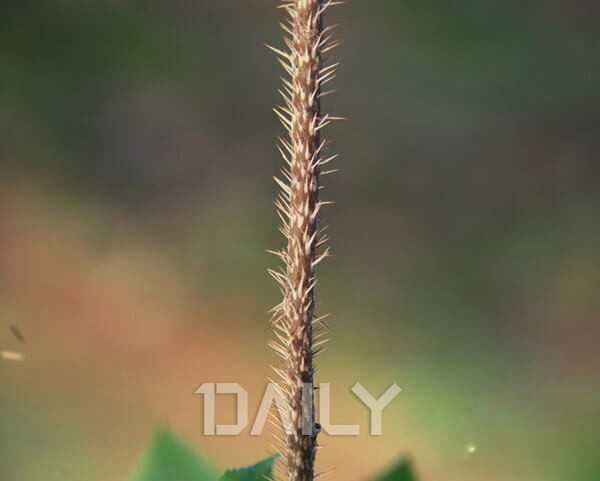 당뇨에 좋은 음식으로 당뇨를 이겨내자