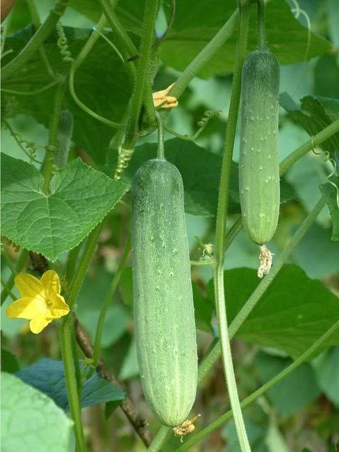 두고두고 오래 먹는 채소 보관 노하우