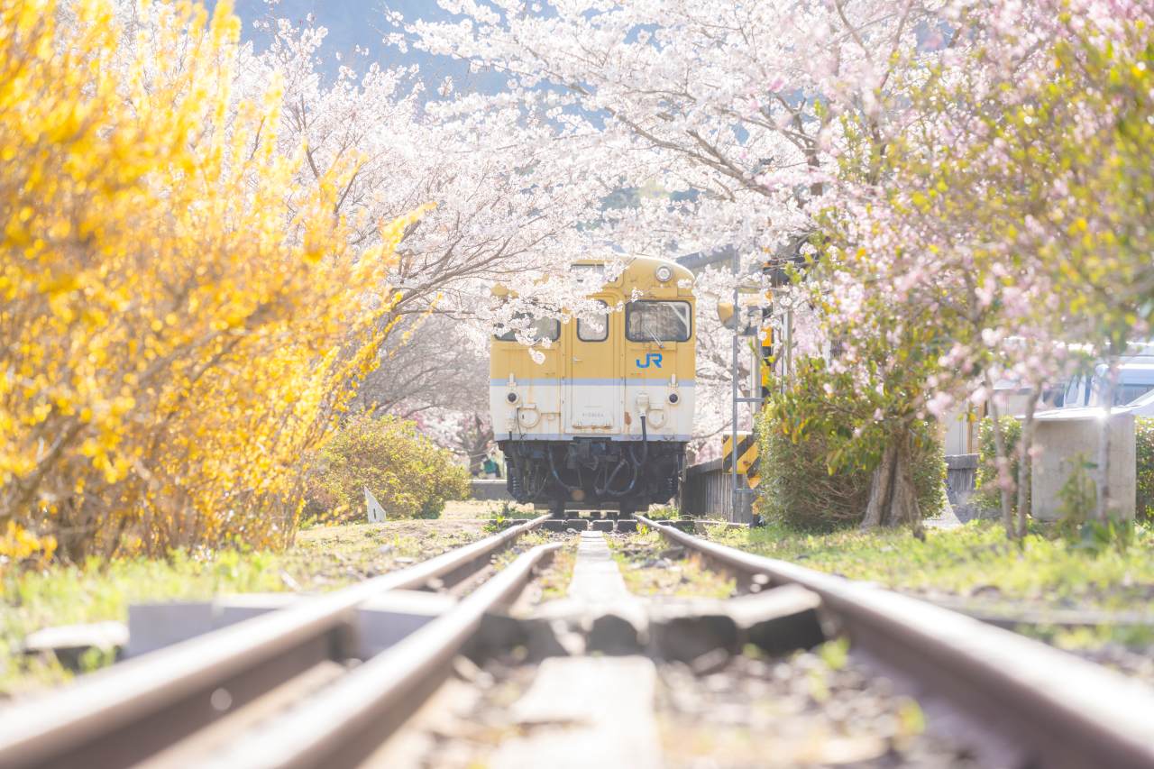 교토 근교 벚꽃 여행 나라 / 사진=flickr@히로시마현 관광연맹