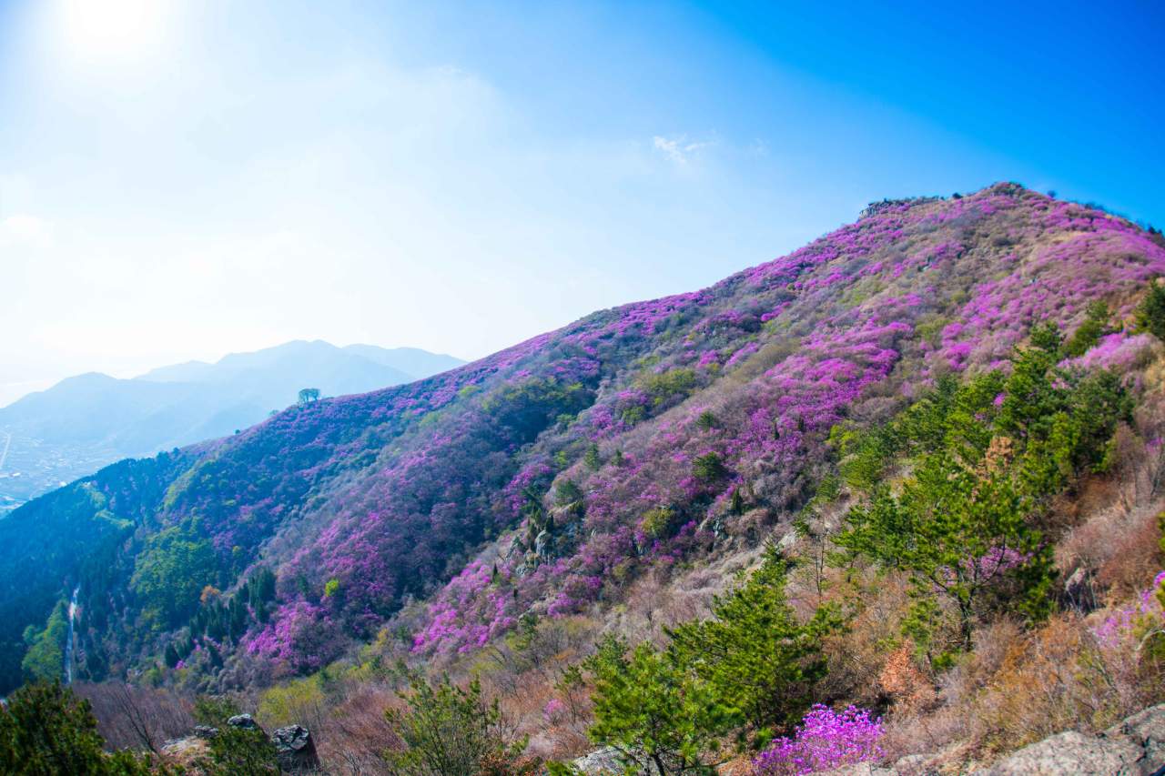 영취산 진달래 축제 / 사진=한국관광공사 포토코리아@라이브스튜디오