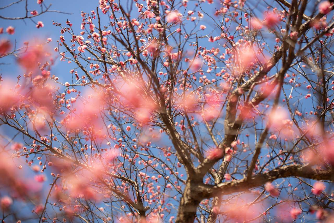 진주 매화숲 재개장 일정과 정보 / 사진=부산관광공사@써머트리