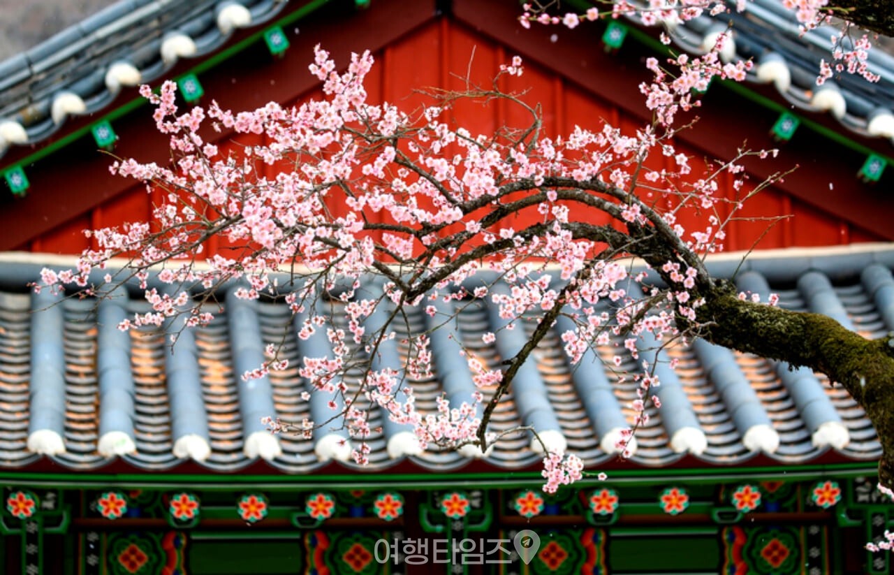 백양사 봄 풍경 / 사진=게티이미지뱅크