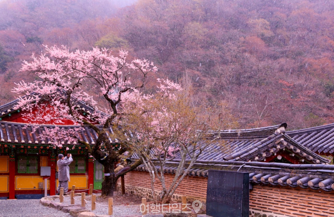 백양사 봄 풍경 / 사진=게티이미지뱅크