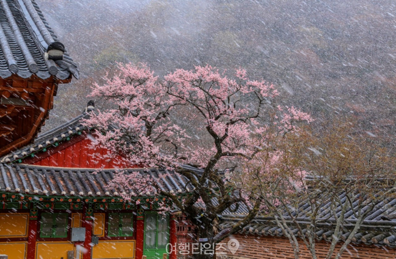 백양사 봄 풍경 / 사진=게티이미지뱅크