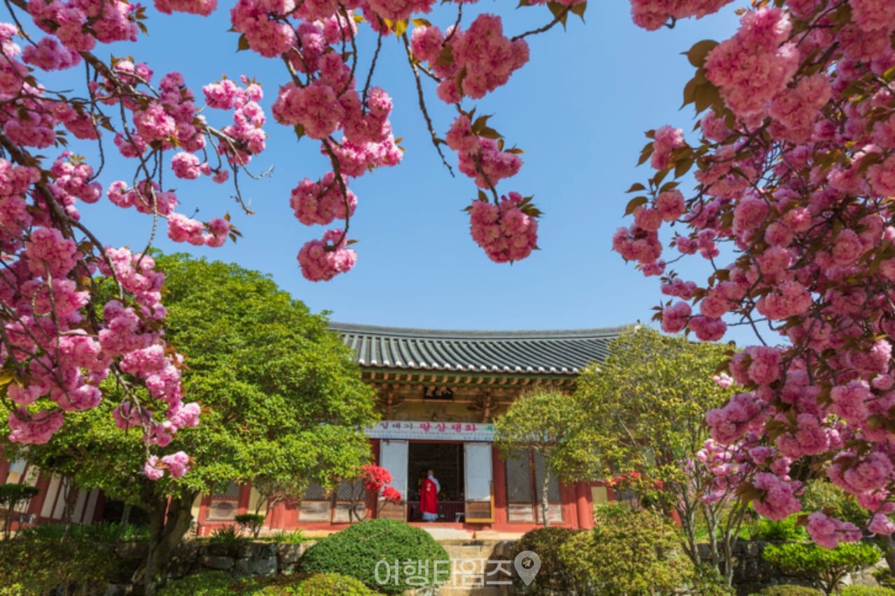 선암사 봄 풍경 / 사진=게티이미지뱅크