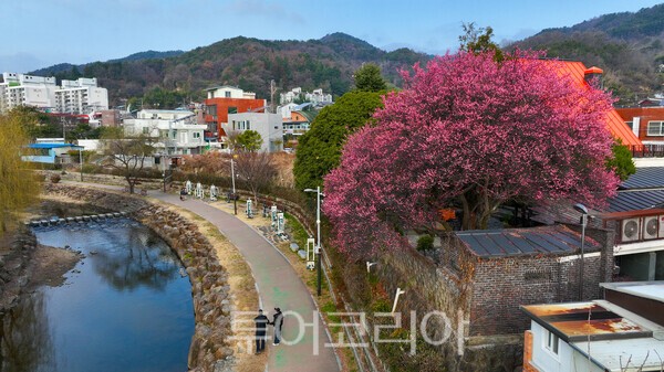 사운즈 옥천 카페앞에 있는 홍매의 모습 / 사진_투어코리아 유지훈 기자