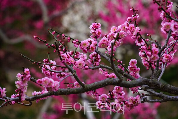 순천복음교회 정원이 아름답게 피어난 매화의 아름다운 모습  / 사진_투어코리아 유지훈 기자