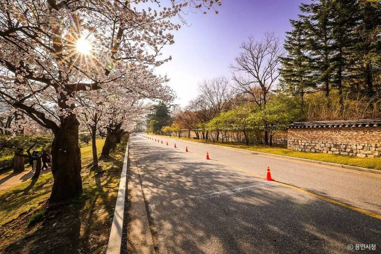 가실벚꽃길 드라이브 / 사진=한국관광콘텐츠랩