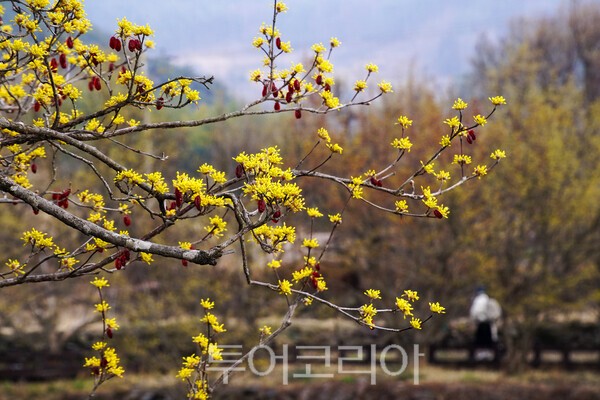 구례산동 산수유 마을의 현재 모습 / 사진_투어코리아 유지훈 기자