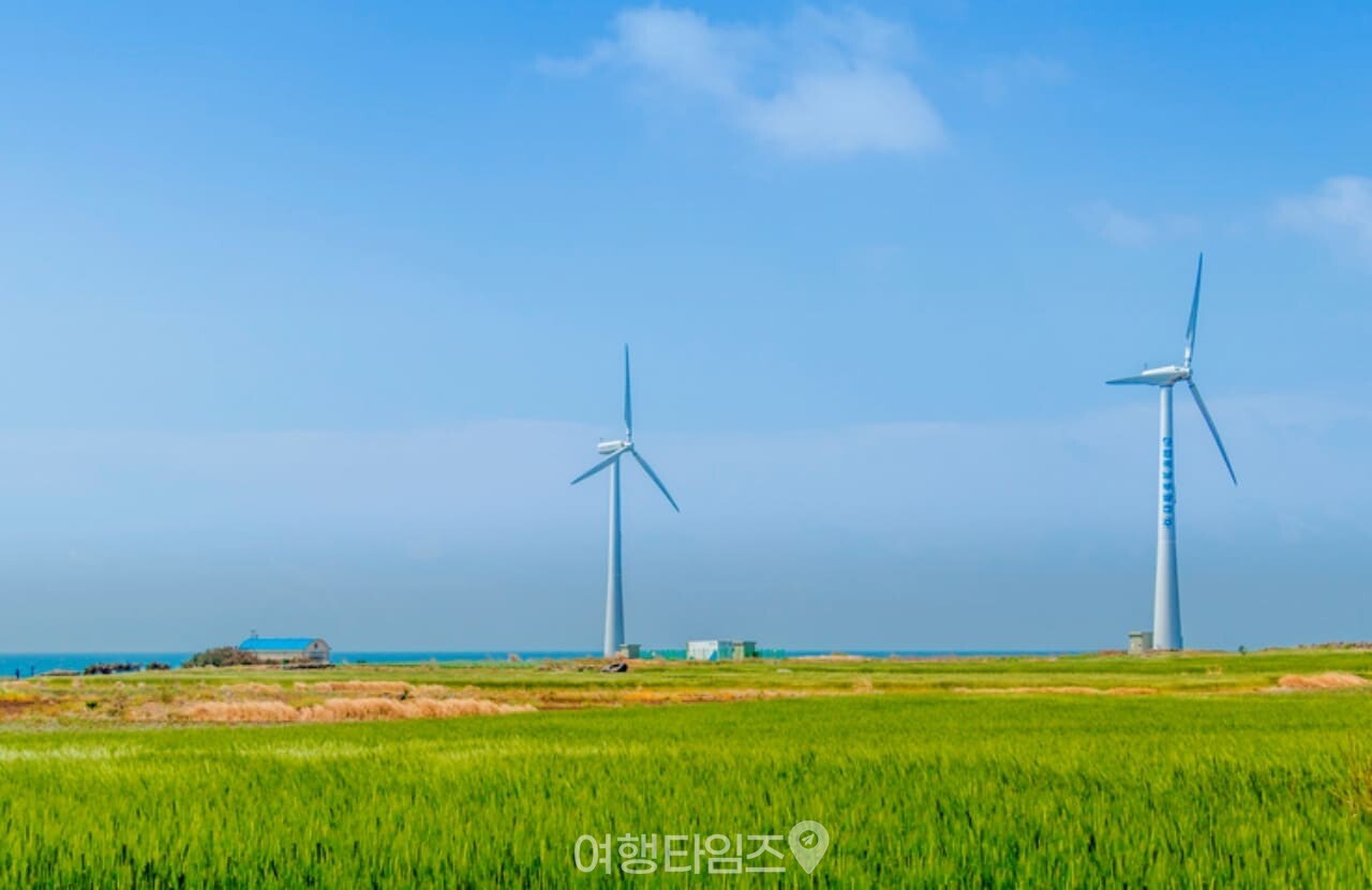 가파도 청보리밭 / 사진=게티이미지뱅크