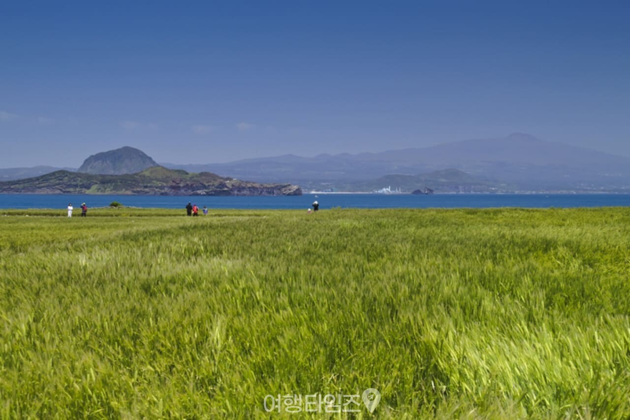 가파도 청보리밭 / 사진=게티이미지뱅크