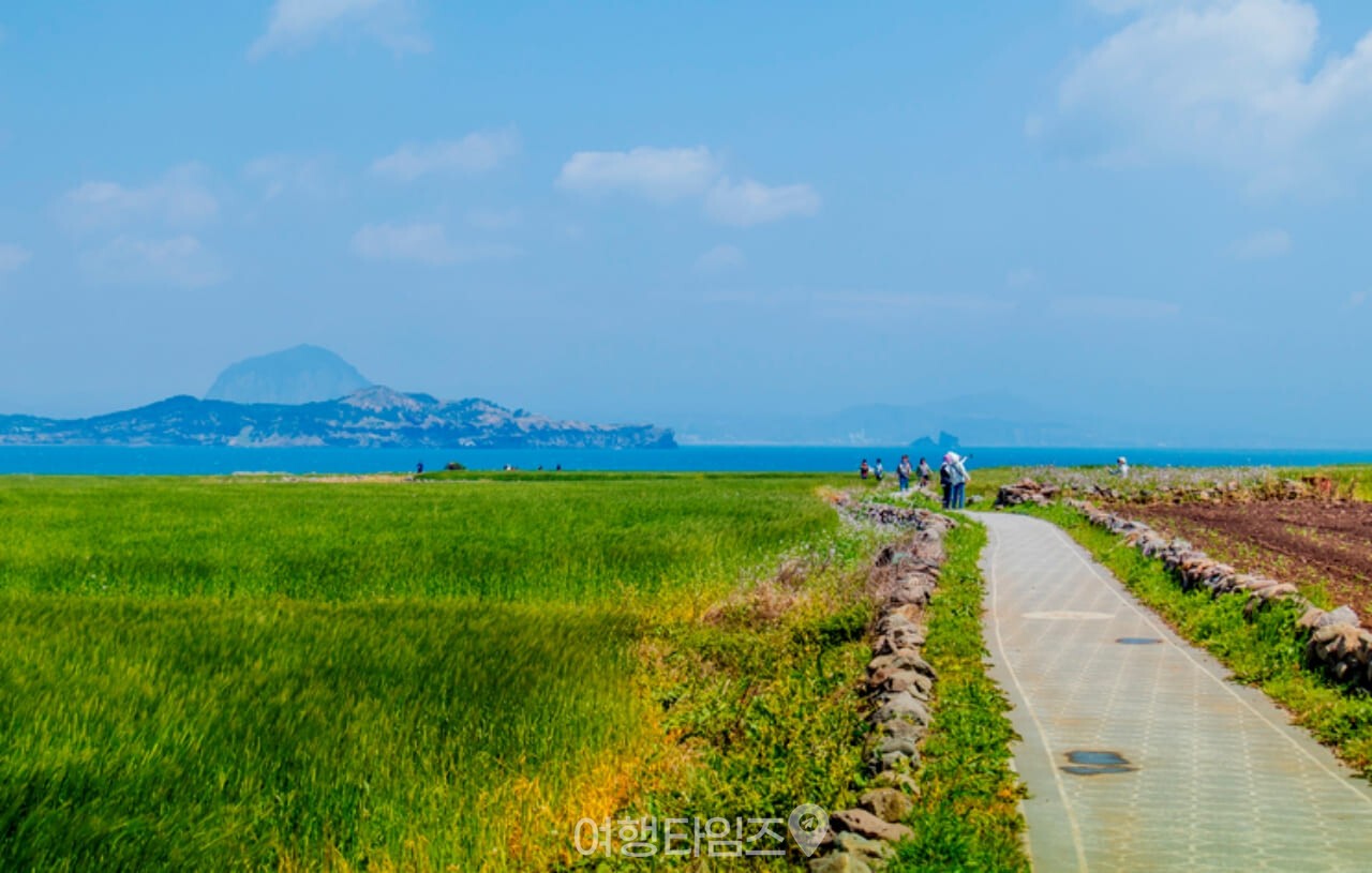 가파도 청보리밭 / 사진=게티이미지뱅크