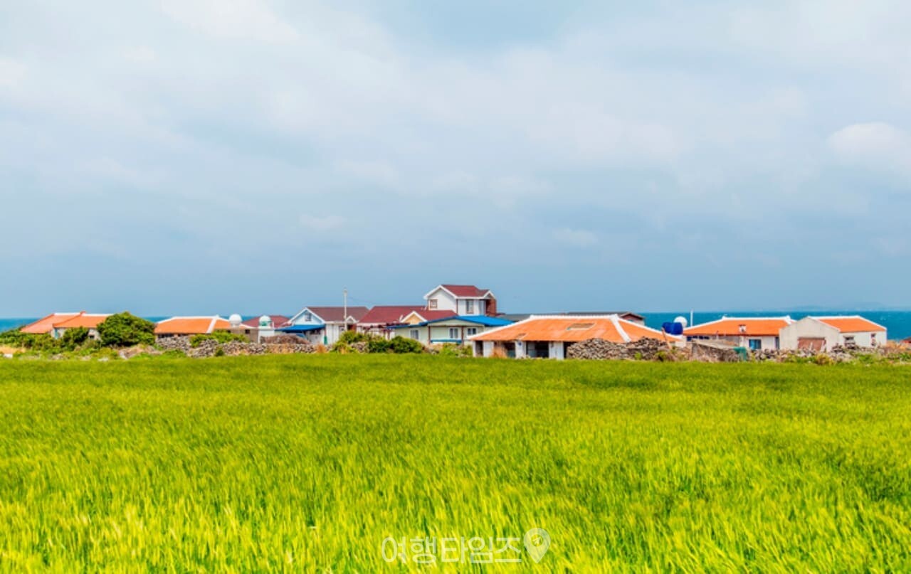 가파도 청보리밭 / 사진=게티이미지뱅크