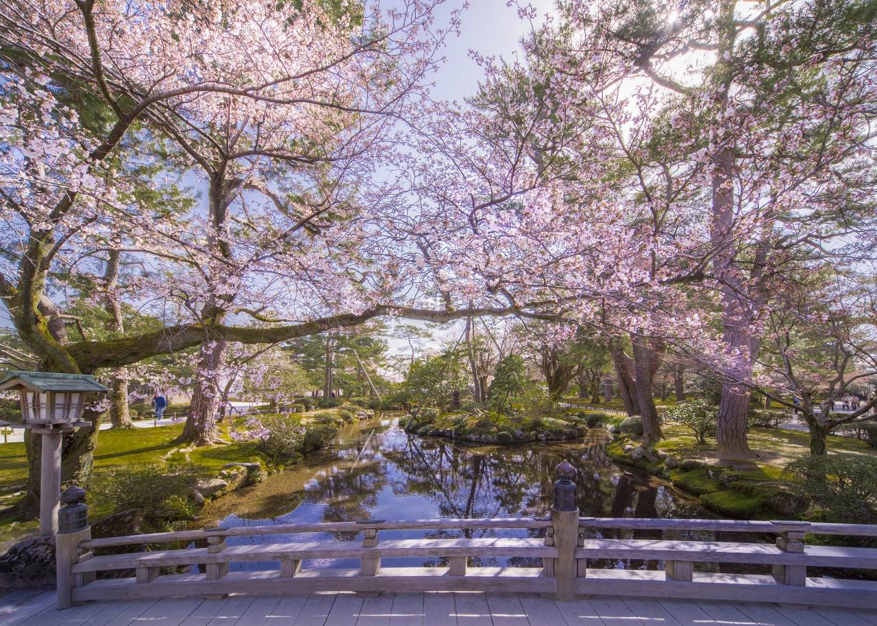 에도 시대 영주가 즐겼다는 벚꽃 정원 / 사진=©Kanazawa City