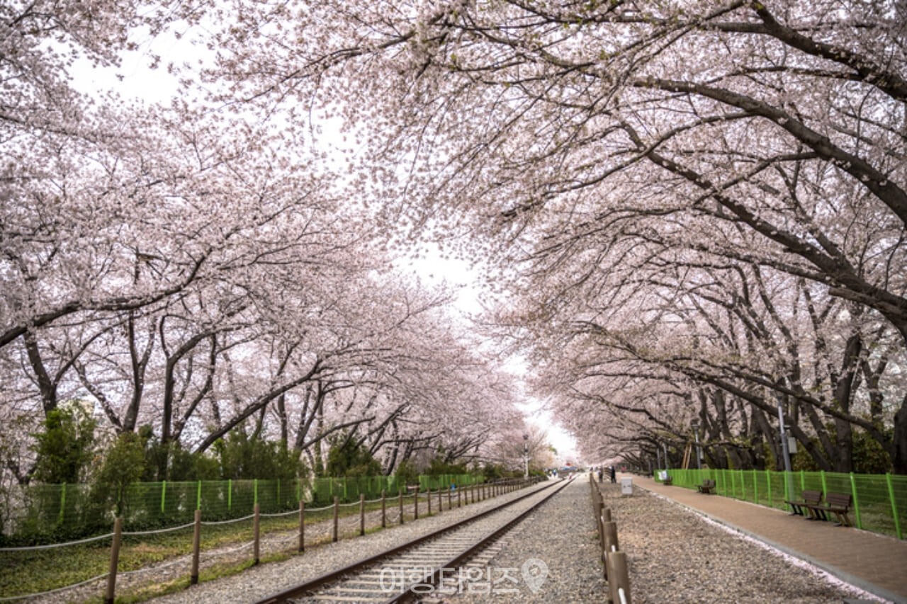 경화역 벚꽃 / 사진=게티이미지뱅크