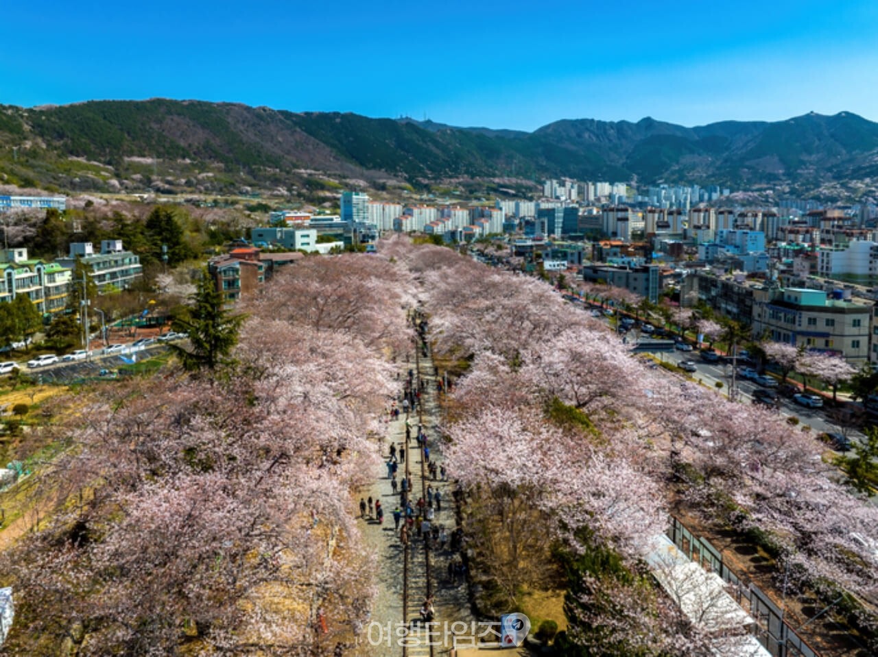 경화역 벚꽃 / 사진=게티이미지뱅크