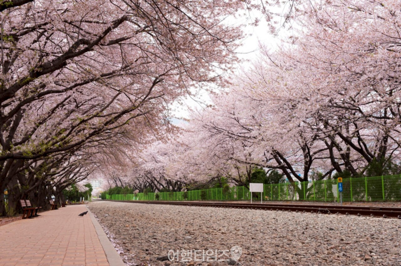 경화역 벚꽃 / 사진=게티이미지뱅크