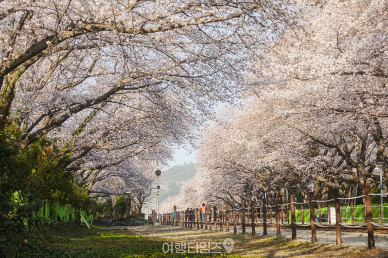 경화역 벚꽃 / 사진=게티이미지뱅크