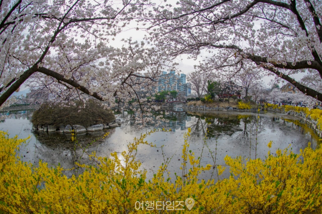 연화지 벚꽃 명소 / 사진=게티이미지뱅크