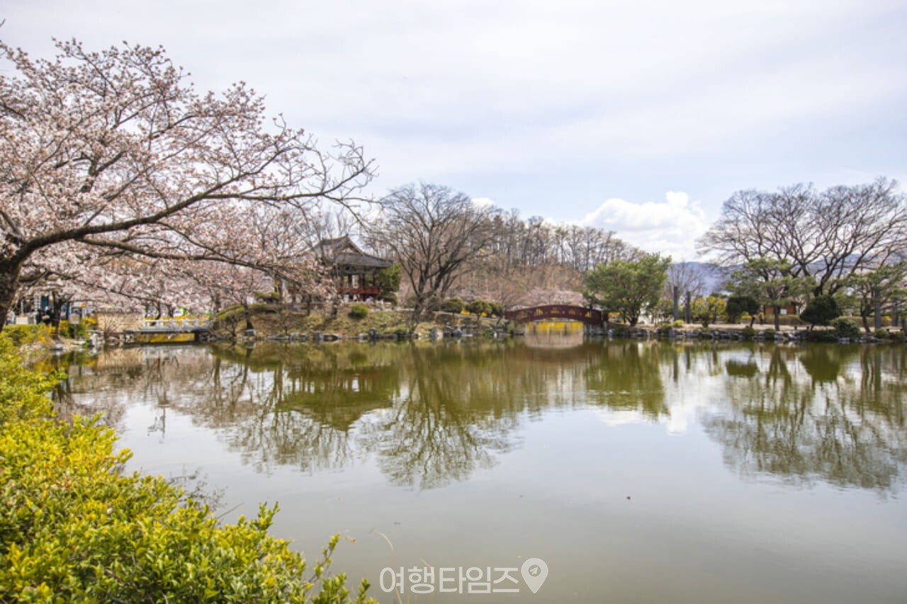 연화지 벚꽃 명소 / 사진=게티이미지뱅크