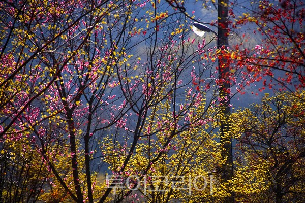 봄의 색으로 단장한 구례산동  / 사진_투어코리아 유지훈 기자