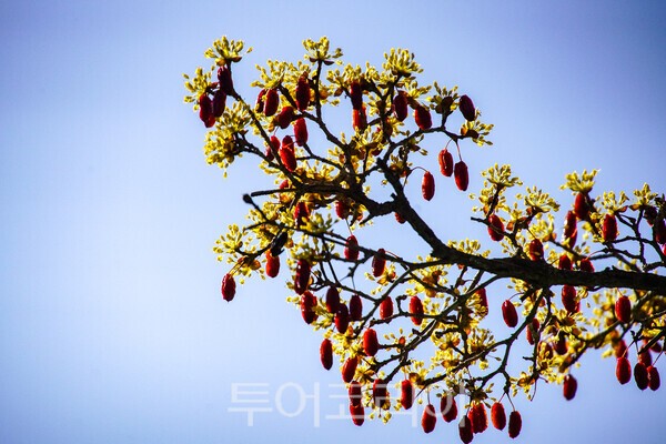 산수유 멸매와 꽃이 만난 이색적인 모습  / 사진_투어코리아 유지훈 기자