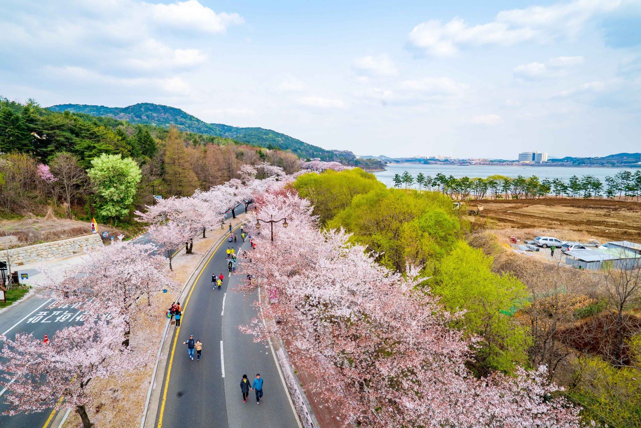 보문호 벚꽃 코스 / 사진=한국관광공사 포토코리아@이범수