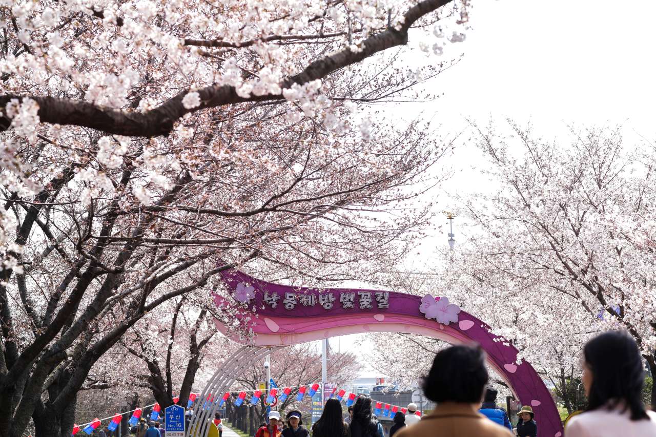 낙동제방 벚꽃길 / 사진=부산관광공사