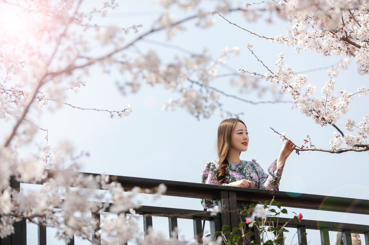 부산 최고의 벚꽃 명소 삼락생태공원 / 사진=부산관광공사