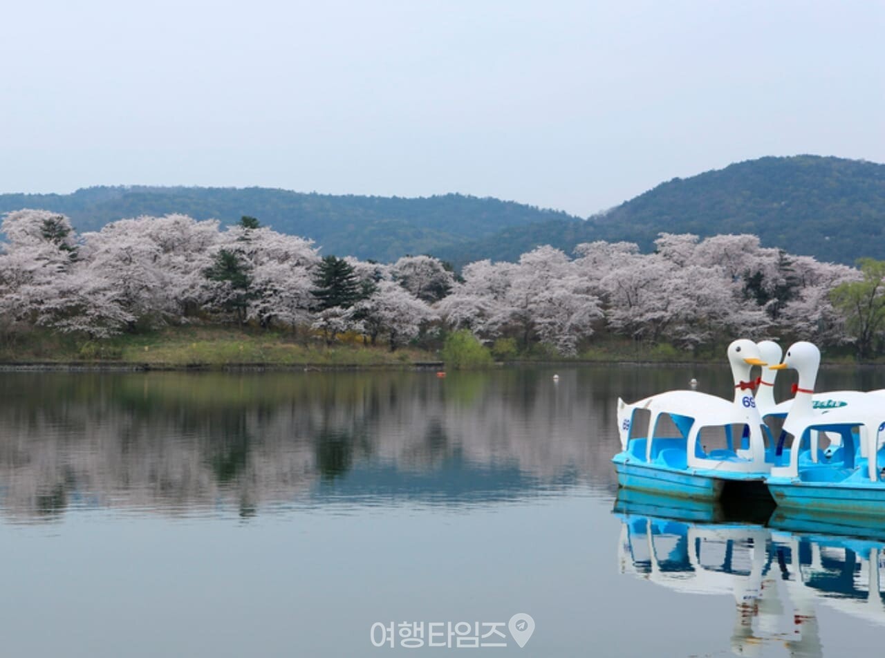 보문호 벚꽃 / 사진=게티이미지뱅크