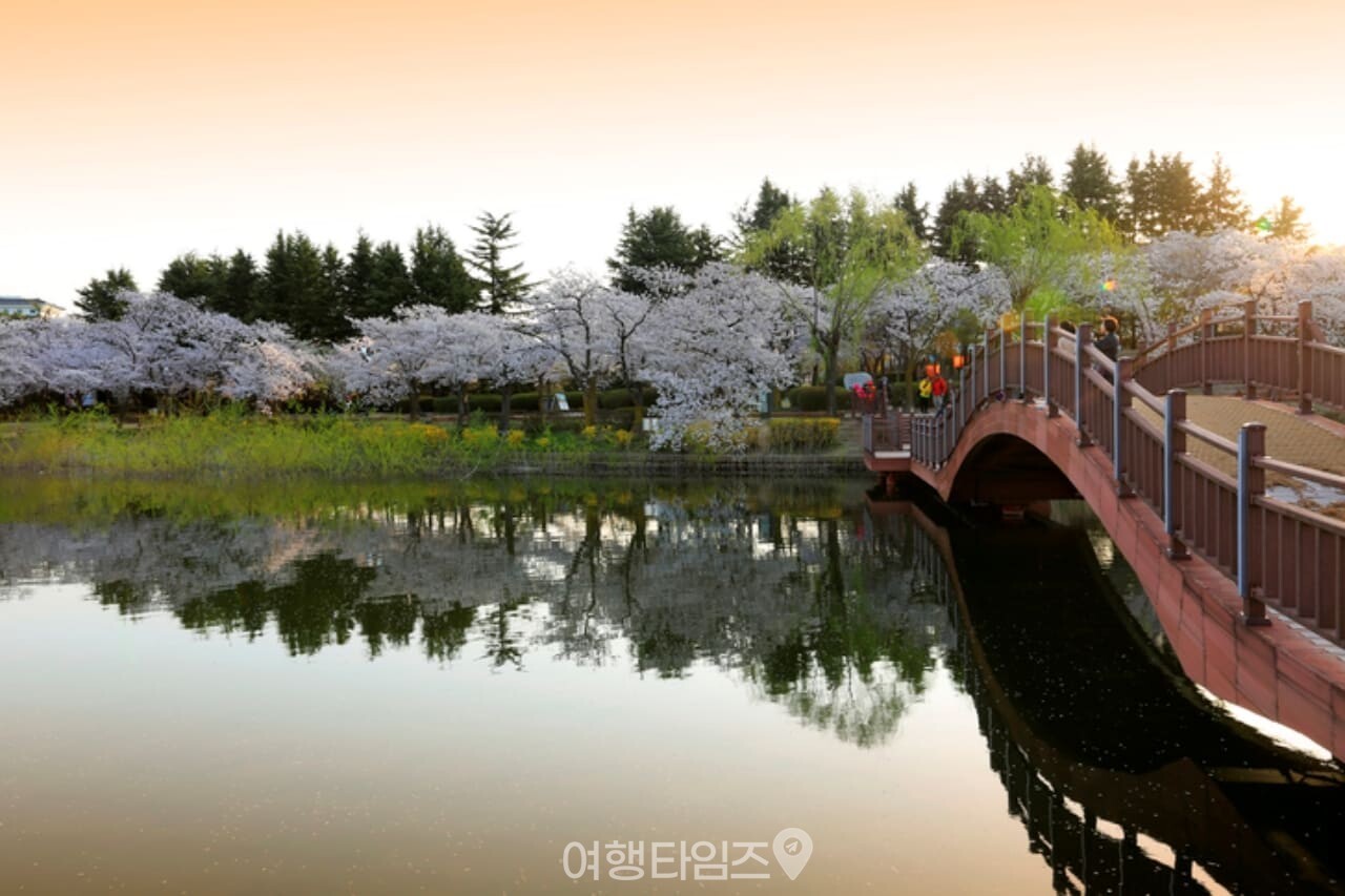 보문호 벚꽃 / 사진=게티이미지뱅크