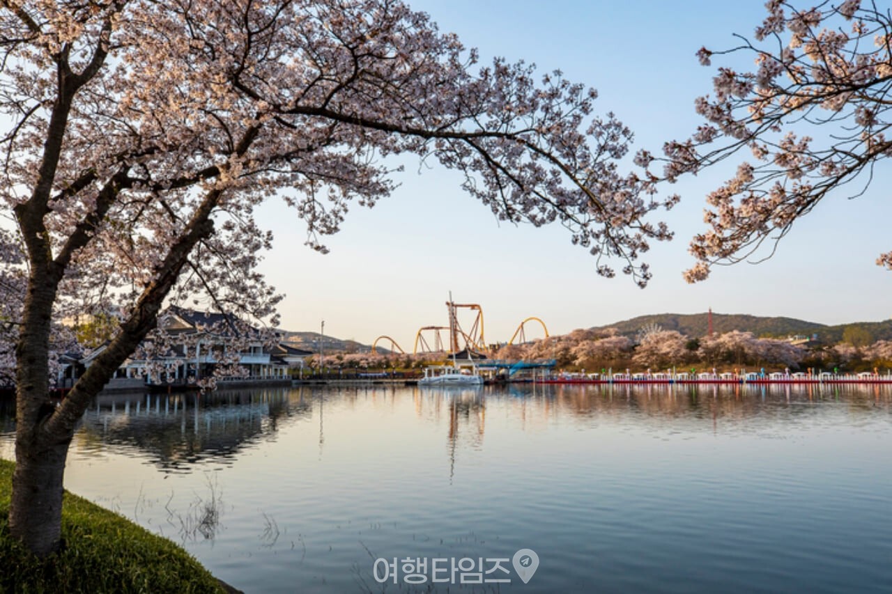 보문호 벚꽃 / 사진=게티이미지뱅크