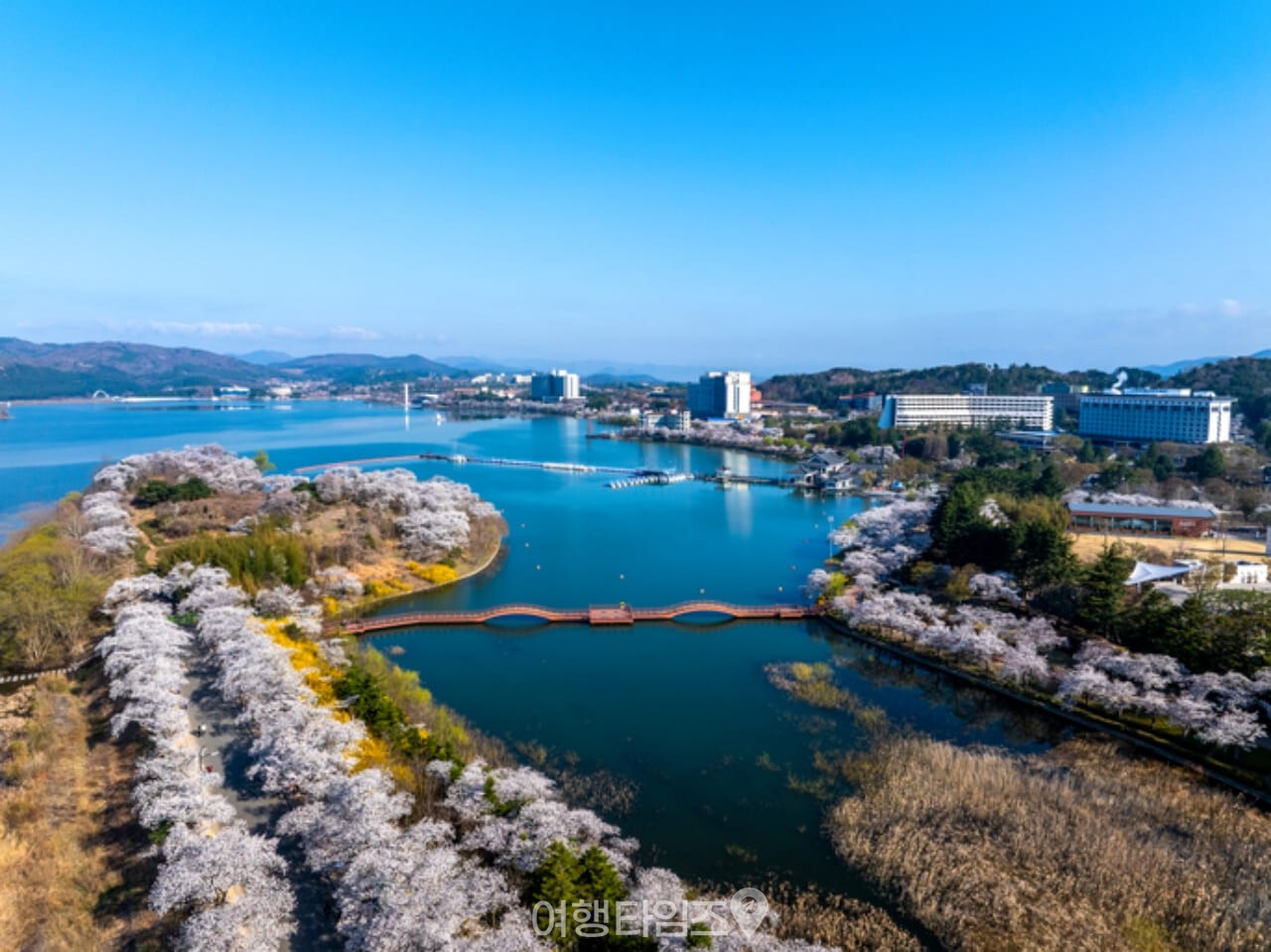 보문호 벚꽃 / 사진=게티이미지뱅크