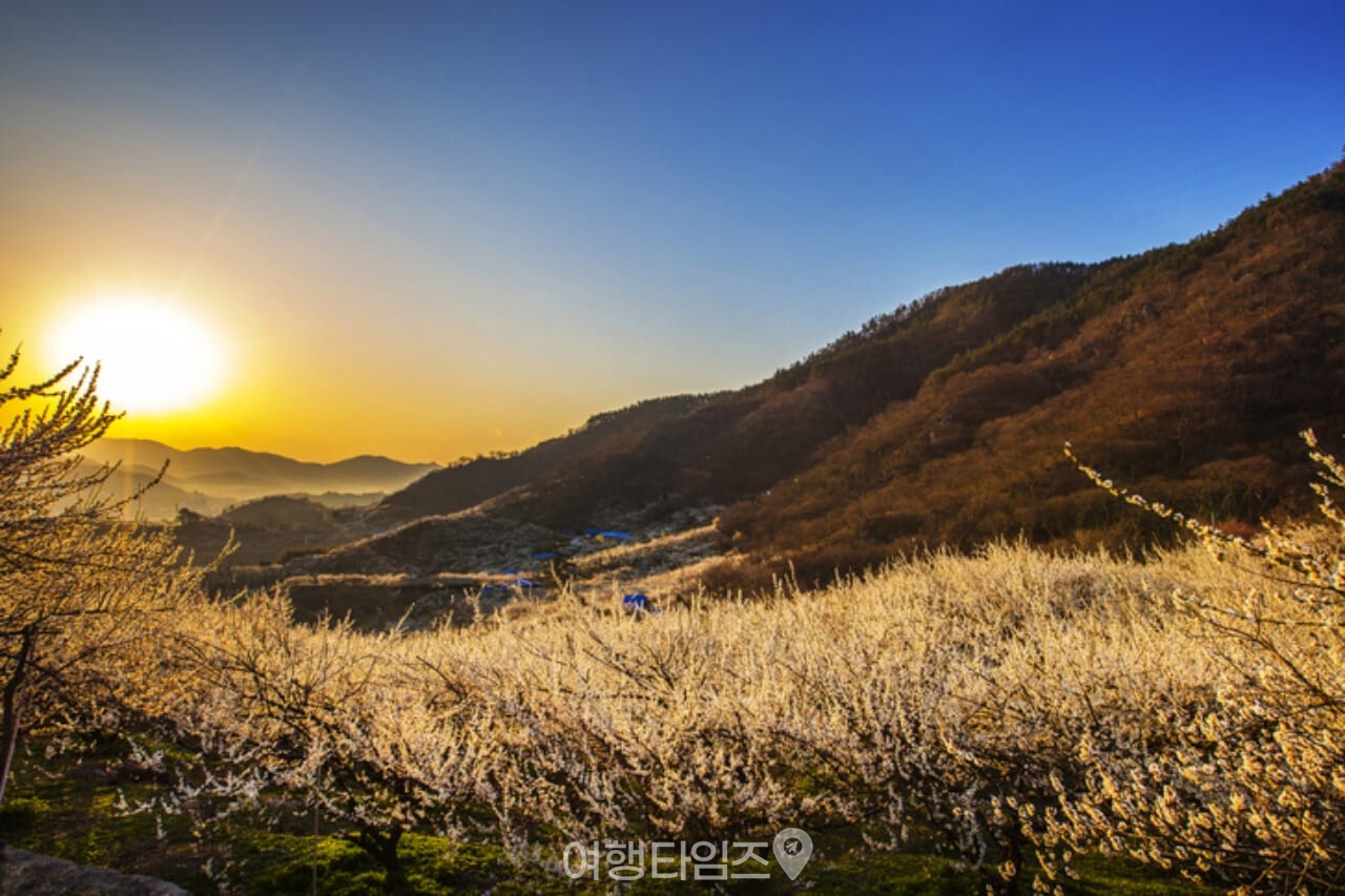광양 매화마을 / 사진=게티이미지뱅크