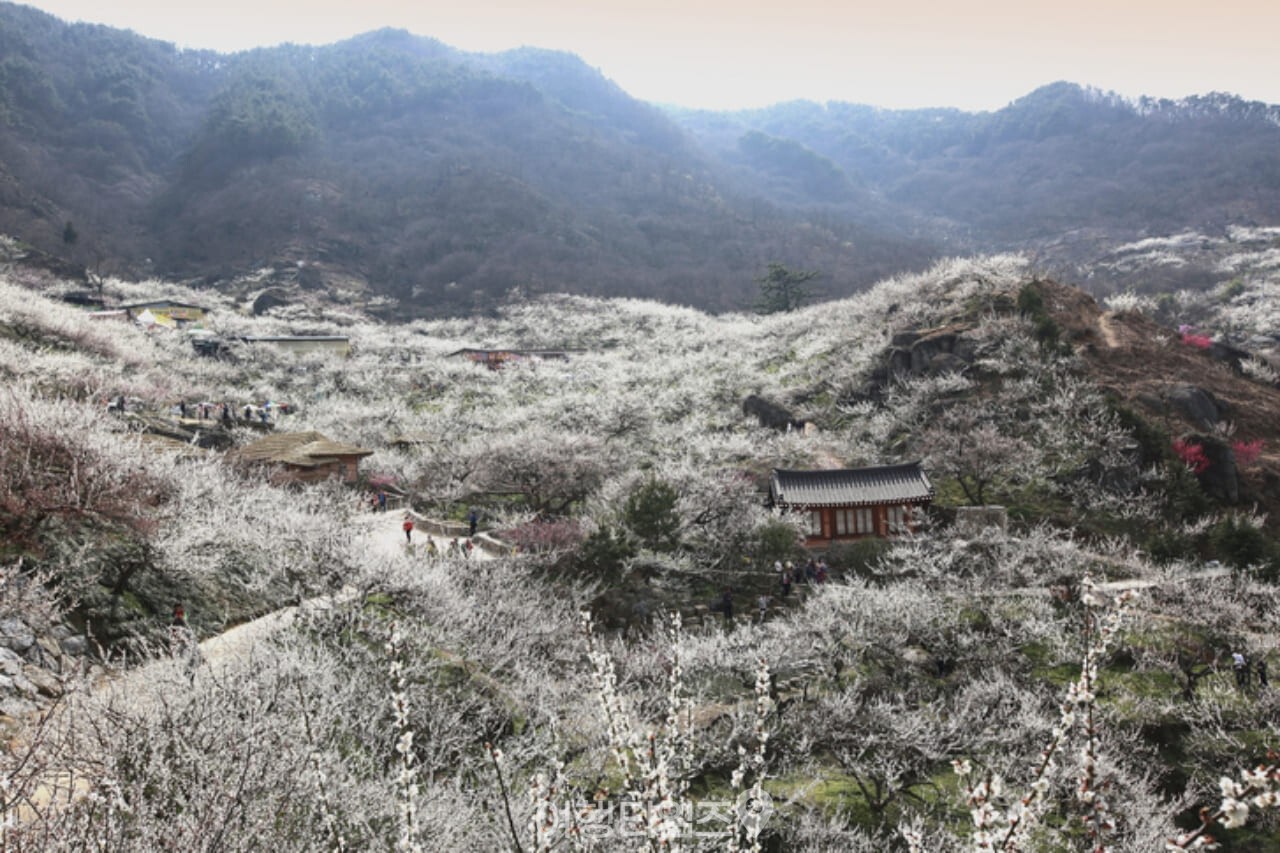 광양 매화마을 / 사진=게티이미지뱅크