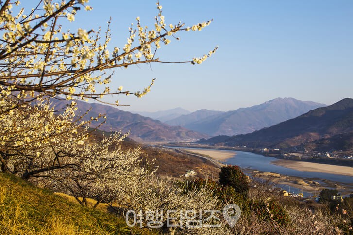 광양 매화마을 / 사진=게티이미지뱅크