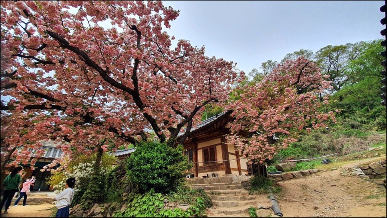 개심사 겹벚꽃 / 사진=충남관광서포터즈(https://blog.naver.com/parksb44/223838573471)