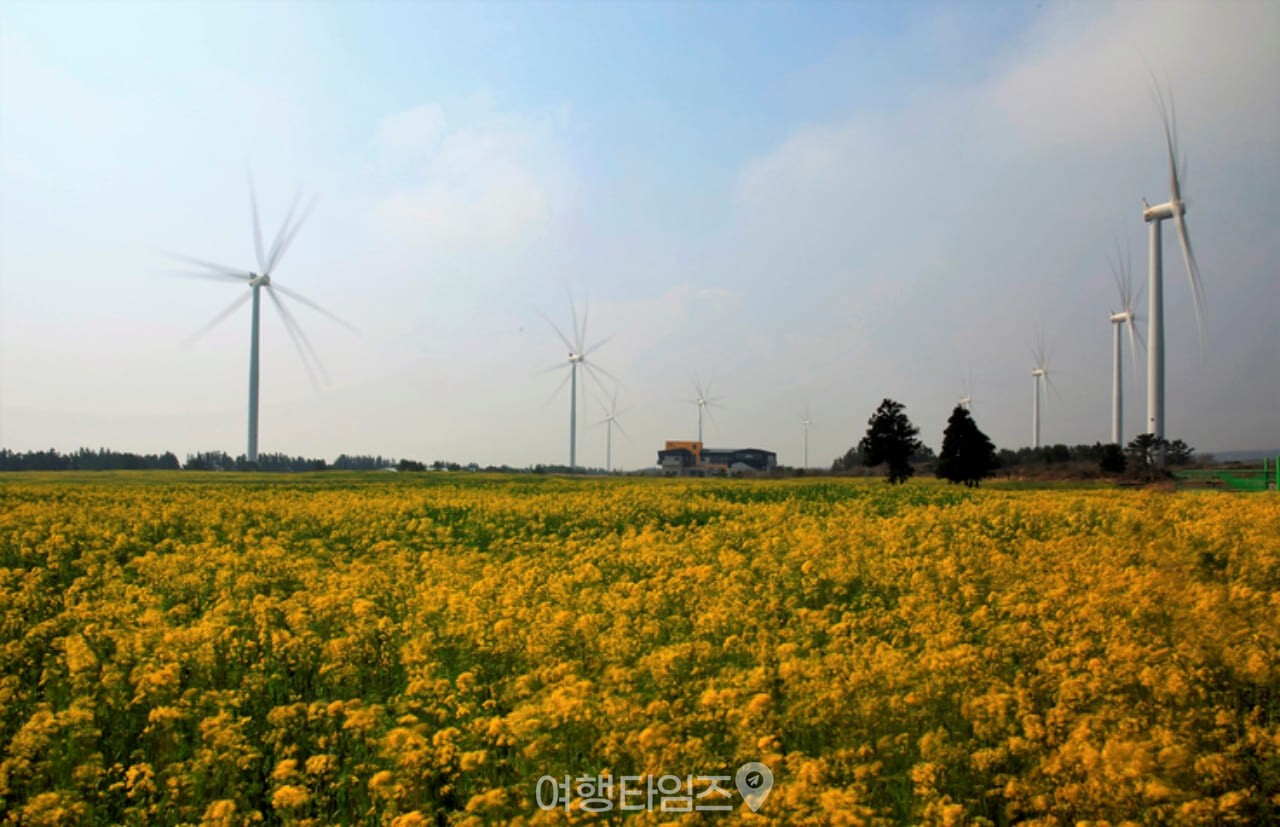 제주 유채꽃 벚꽃 명소 가시리 / 사진=게티이미지뱅크